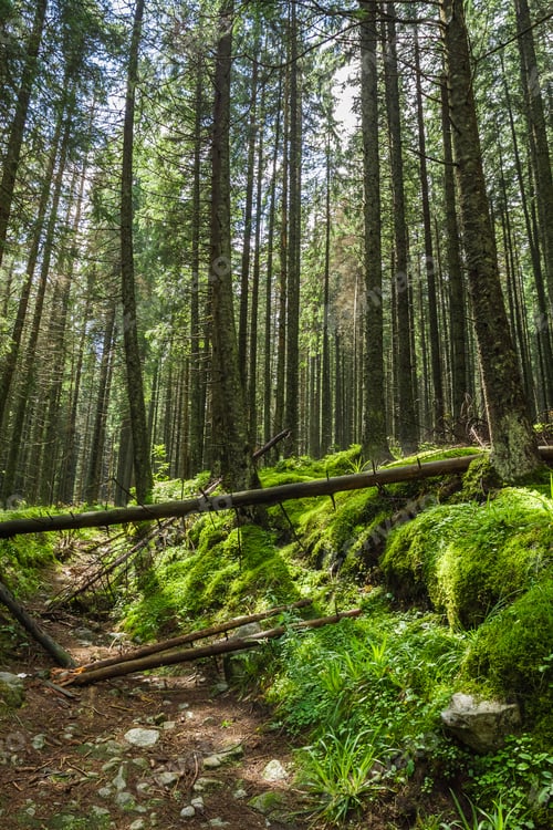 Preview: Mountain forest at dawn in the summer