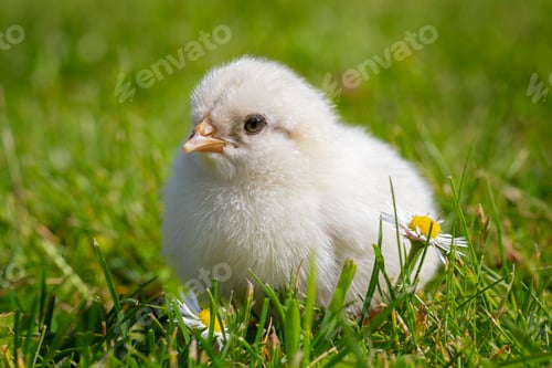 Preview: Young newborn Chicken on Green Gras