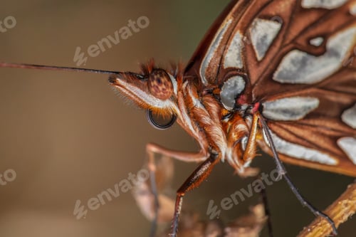 Preview: Macro shot of a butterfly's intricate wing patterns