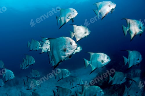 Preview: School of Atlantic spadefish, underwater view