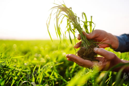 Preview: Young Green wheat seedlings in the hands of a farmer. Ripening ears of wheat field.