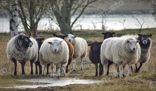 Preview: A group of sheeps