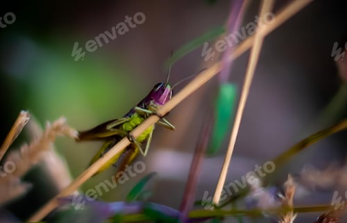 Preview: Grasshopper on a plant stem
