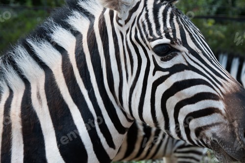 Preview: Close up of the face of a Zebra