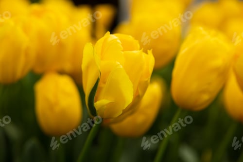 Preview: Yellow, bright blooming Tulip on the background of yellow closed tulips