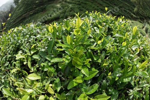 Preview: Tea plants in growth in spring