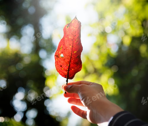 Preview: Human hand holding fallen leave in the woods