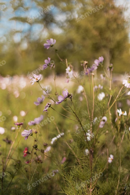 Preview: Wild flowers at golden hour