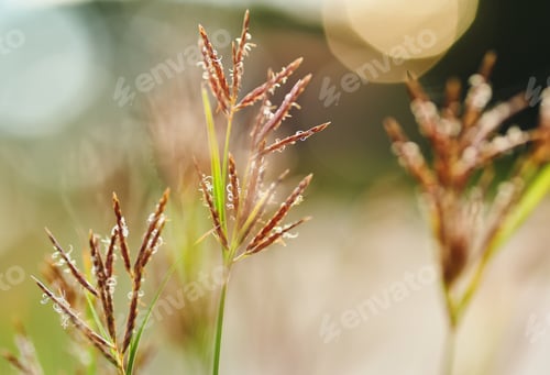 Preview: Close-up view of grass with the warm light from the sun