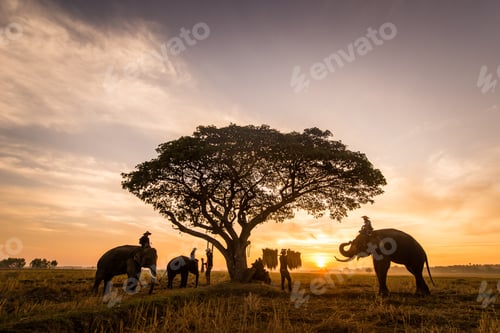 Preview: Elephants at sunrise in Thailand