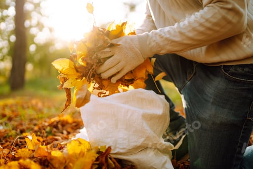 Preview: Close Up Of a male hand Raking Autumn Leaves In Garden. Autumn garden works.