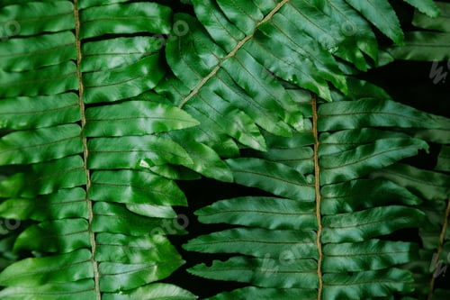 Vista previa: close-up shot of beautiful fern leaves for background