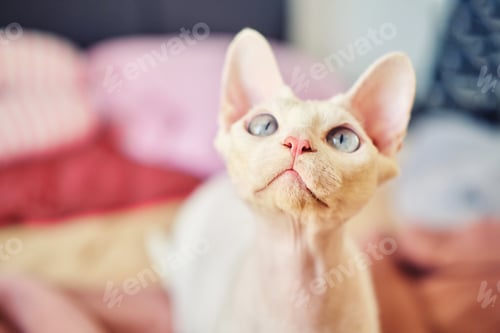 Preview: Sphynx Devon Rex cat close-up. Portrait of a pet
