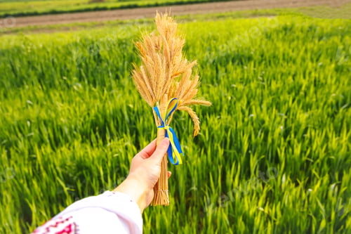 Preview: female hand holding bouquet of ripe golden spikelets of wheat tied on meadow nature background. Expo