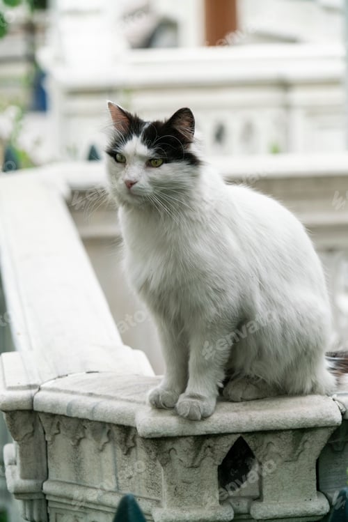 Preview: Alert white cat with black markings perched on a garden balustrade
