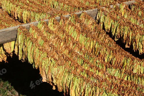 Preview: Suspended tobacco leaves - Drying tobacco leaves