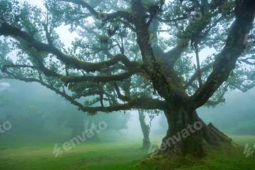 Preview: Fanal forest , old mystical tree in Madeira island, Unesco