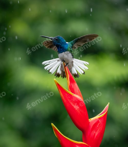 Preview: A Hummingbird in Costa Rica