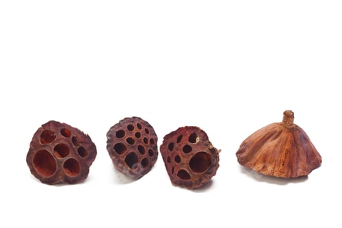Preview: Collection of dried lotus seed pods arranged on a white background for display and study