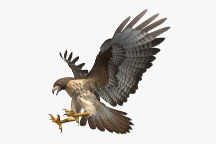 Preview: Soaring Red-tailed Hawk: Buteo Jamaicensis
