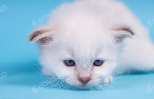 Preview: cute little Birman cat isolated in a removable background, aborable kitten concept