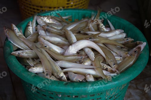 Preview: Closeup group of fresh fish in the plastic basket for selling at the market