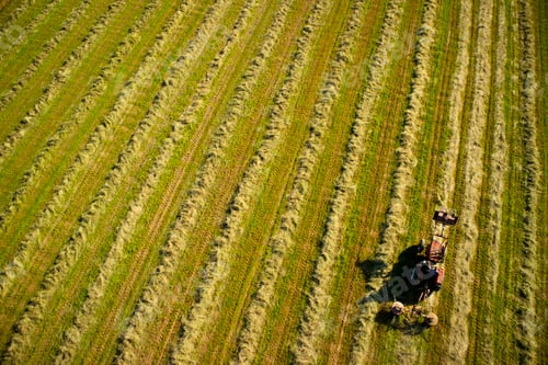 Preview: Dry the hay in the open field