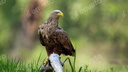 Preview: Adult white-tailed eagle sitting on bough low above ground in floodplain forest