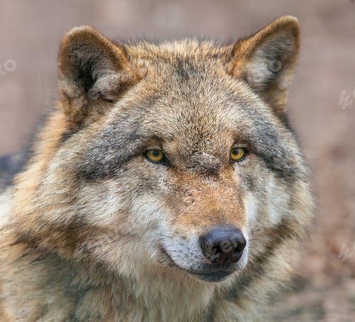Preview: Close up of head of Dangerous Grey Wolf
