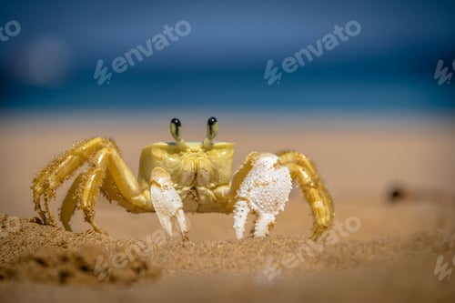 Preview: Yellow Crab at Praia do Sancho Beach - Fernando de Noronha, Brazil