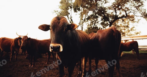 Preview: animal