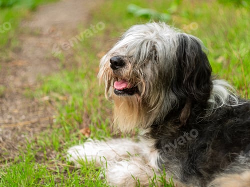 Preview: Polish Lowland Sheepdog sitting on a green grass outdoor Portrait of a black white dog.