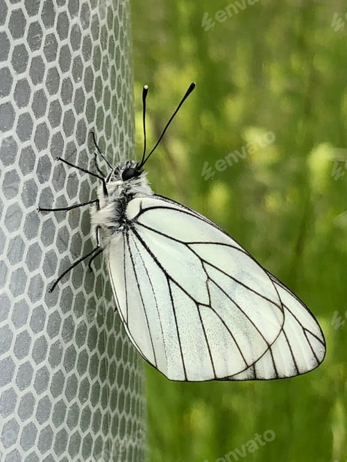 Preview: Lovely butterfly