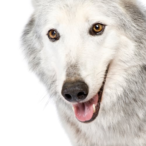 Preview: Mackenzie Valley Wolf (8 years) - Canis lupus occidentalis