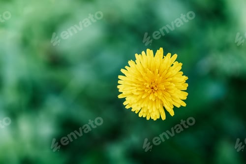 Preview: A bright yellow dandelion on a green blurry background in nature.