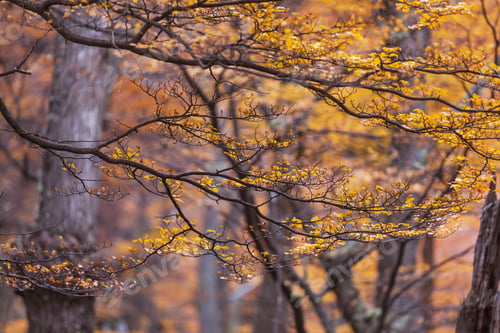 Preview: Autumn season