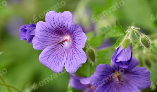 Preview: Blue Geranium