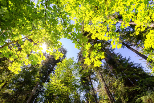 Preview: Lush Green Rain Forest in Pacific Northwest. MacMillan Provincial Park