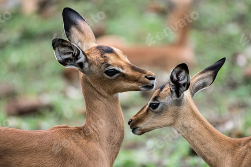 Preview: Two newly born impala calfs in Kruger NP, South Africa