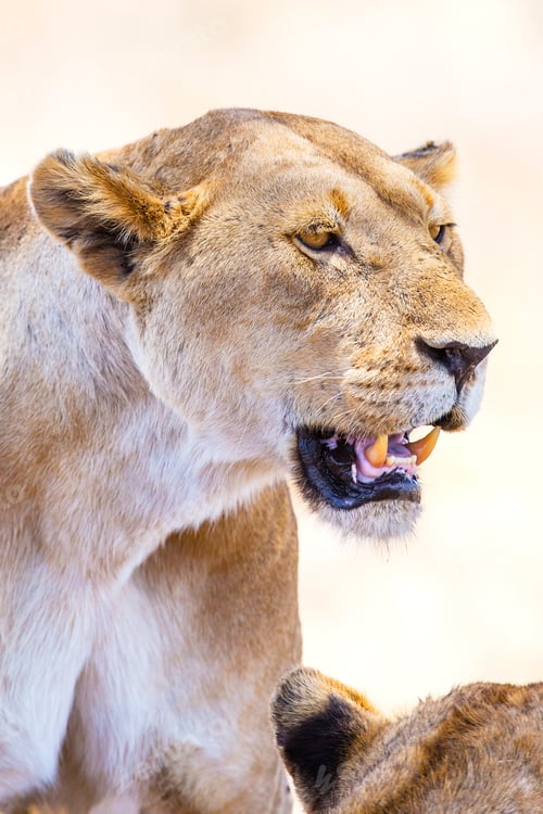 Preview: Close up of large wild lion in Africa