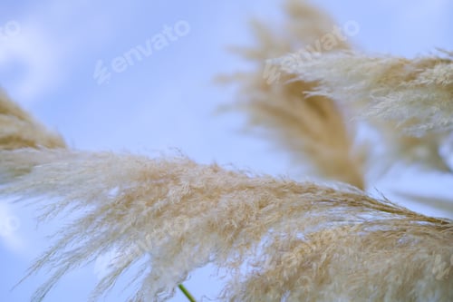 Preview: Dried flowers fluffy against the sky in Istanbul