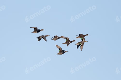 Preview: Flock Of Green-Winged Teals Flying Now
