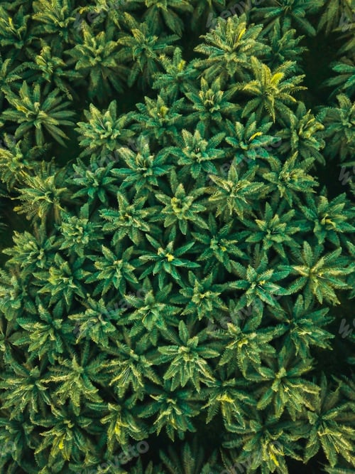 Preview: Aerial drone view of oil palm plantations in Melaka, Malaysia.