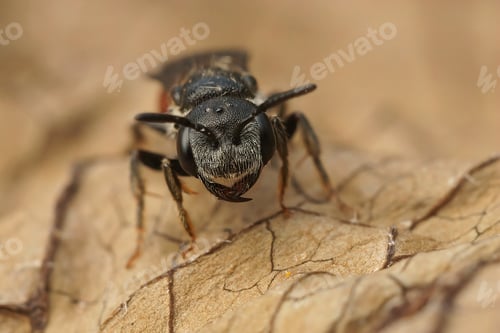 Preview: Detailed frontal closeup of the Dark winged blood bee, Sphecodes gibbus