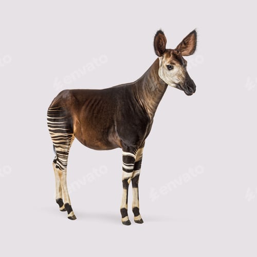 Preview: Okapi standing against a colored background in a professional studio setting