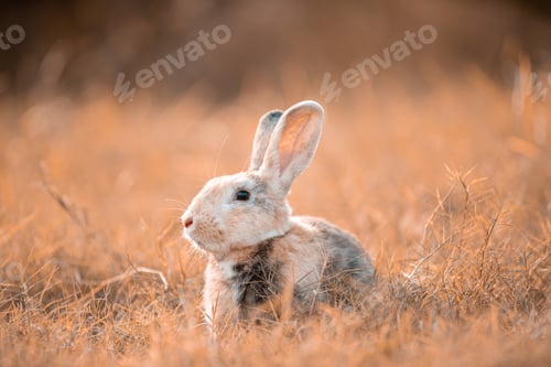 Preview: Little rabbit on grass with background of natural in summer day at during the sunset.