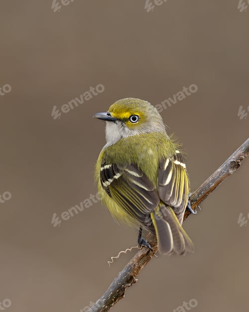 Preview: White-eyed vireo perched on a branch