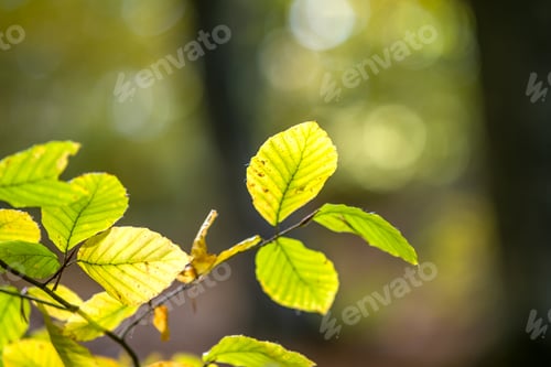 Preview: Close up of bright vibrant yellow leaves on a tree branches in autumn park. Detail of fall forest