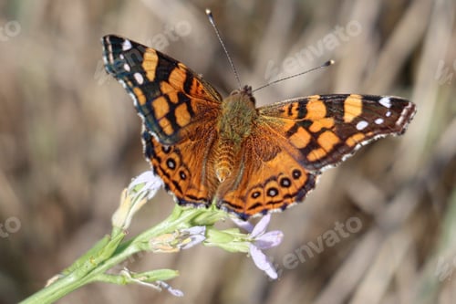 Preview: A butterfly