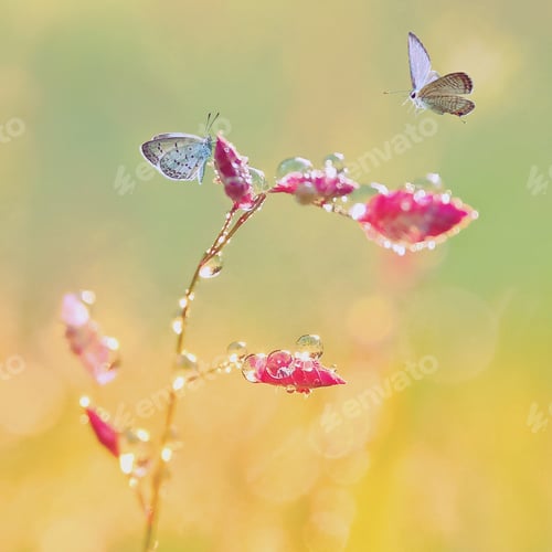 Preview: Macro art